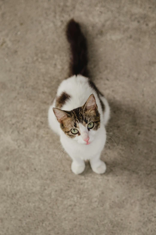 a cat is sitting down staring straight up