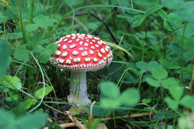 a bright red and white mushroom with yellow dots