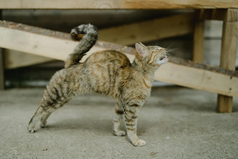 a cat with its head up standing on cement floor