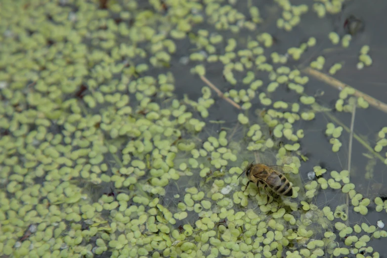 a bee pollter is sitting in some green water