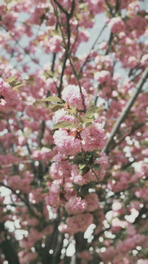 pink flowering tree blossoms against the blue sky