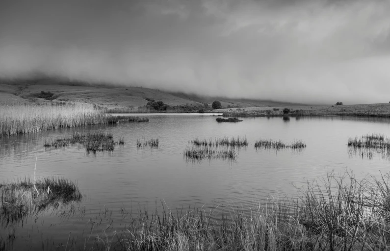 black and white pograph of the water in front of some tall grass