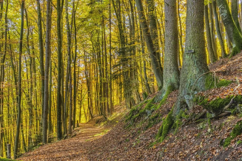 a forest is shown with trees and leaves