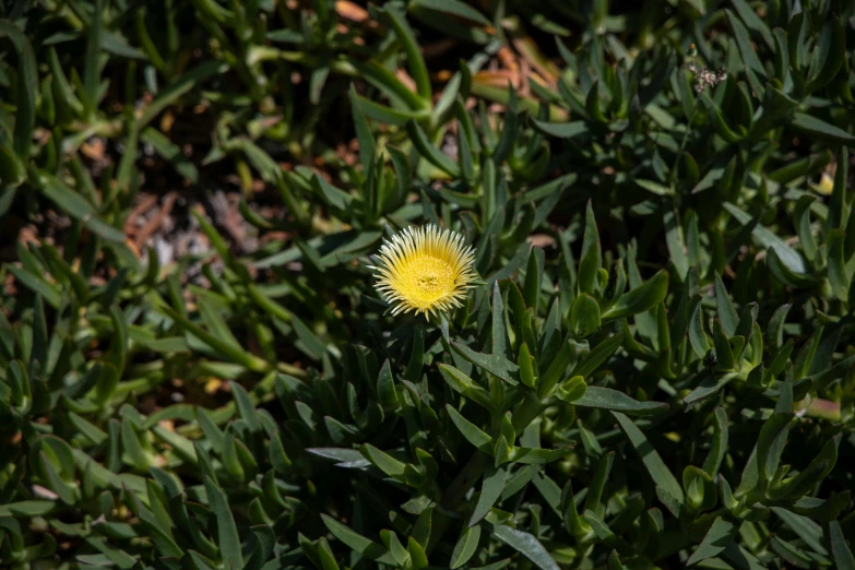 yellow flower blossomed in field of leaves on sunny day