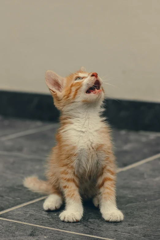 small kitten standing on his back legs looking up