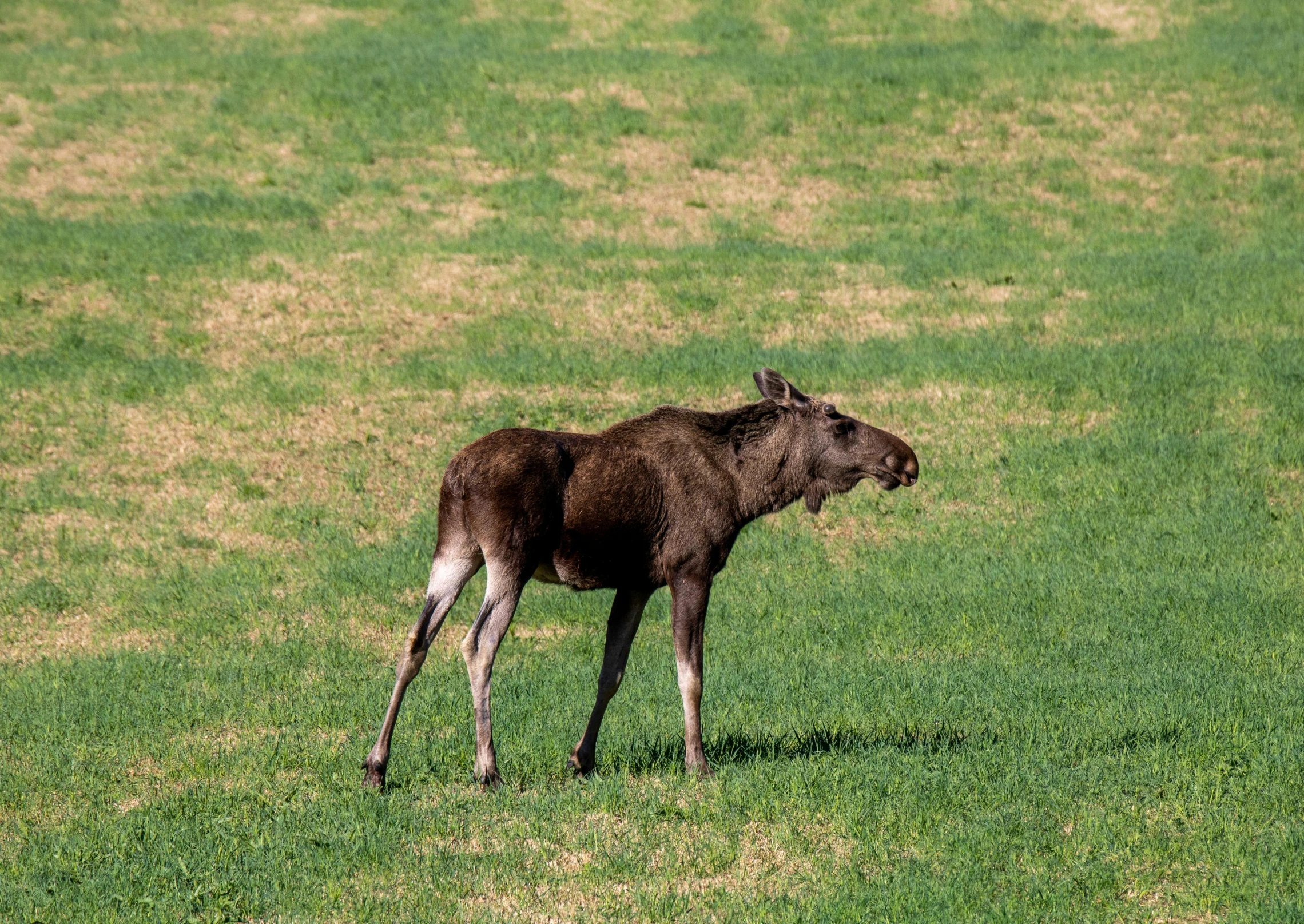 a cow that is standing in the grass