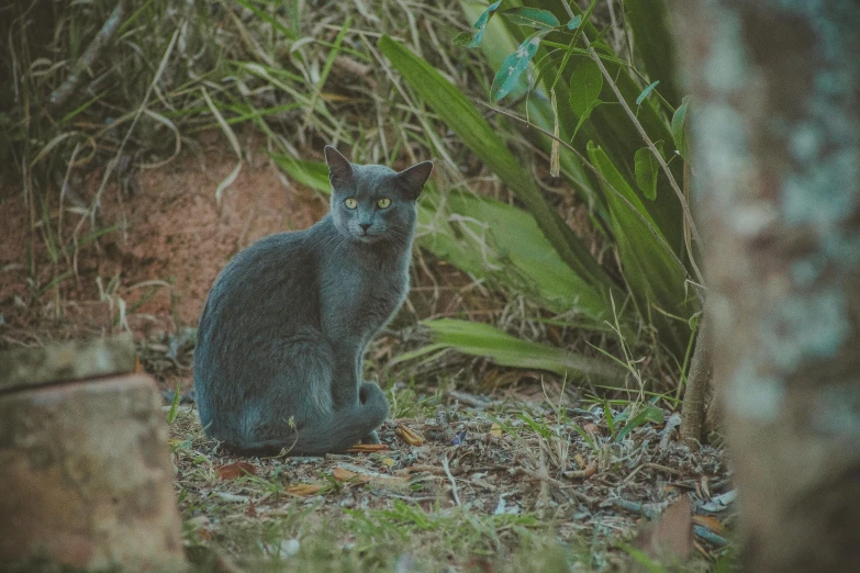 a dark cat sitting on a ground with moss