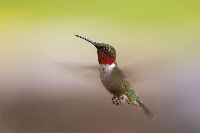 colorful hummingbird flying in green and yellow haze