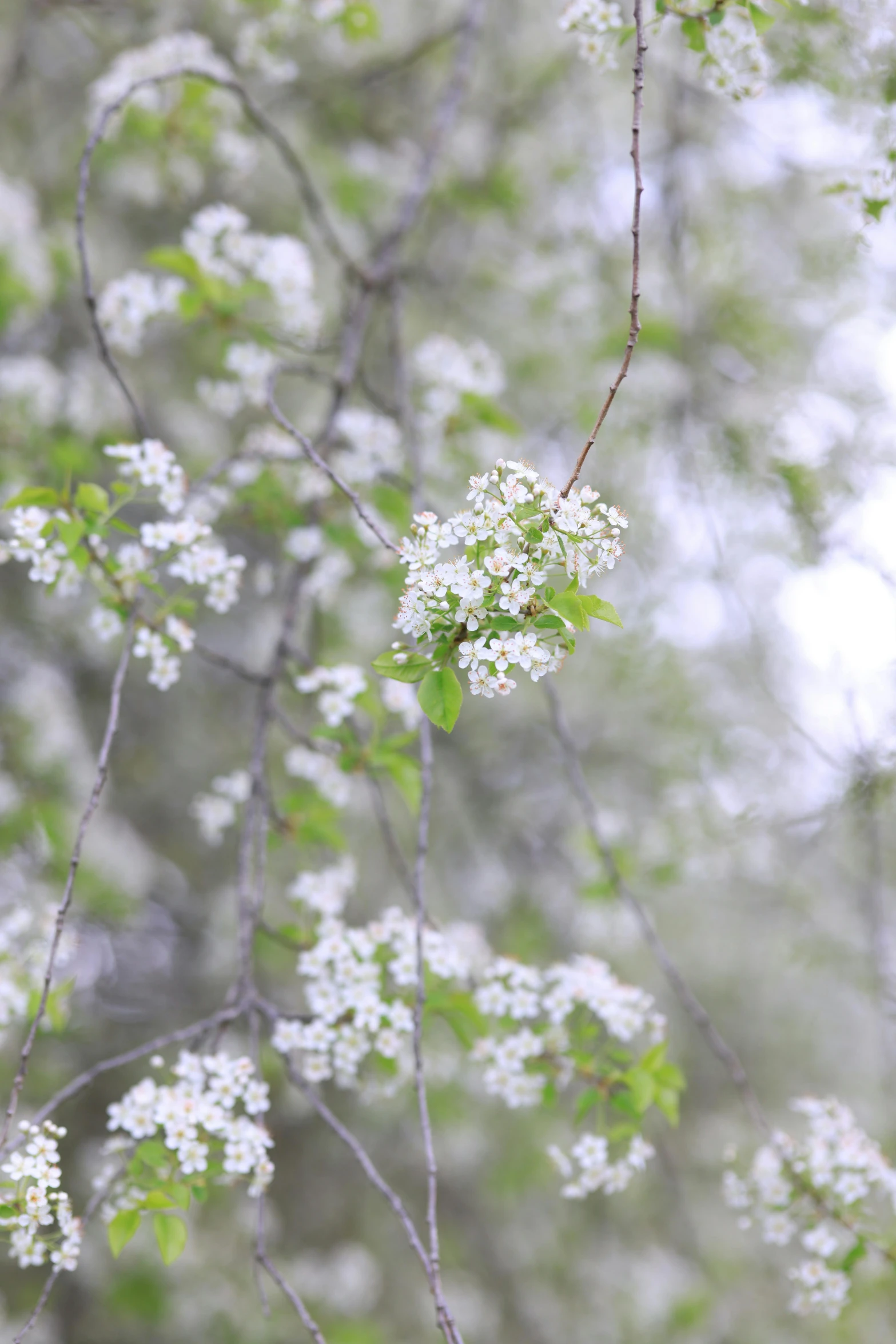 the white flowers and buds are visible on this tree