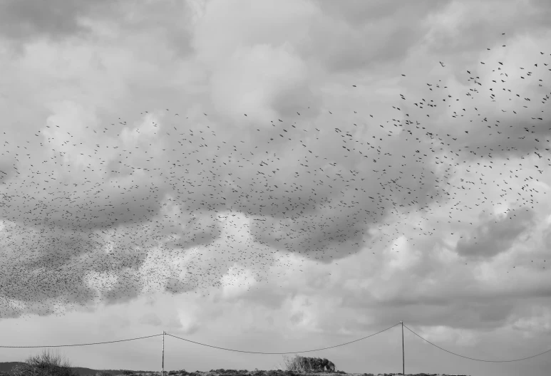 a black and white po of some birds in the sky