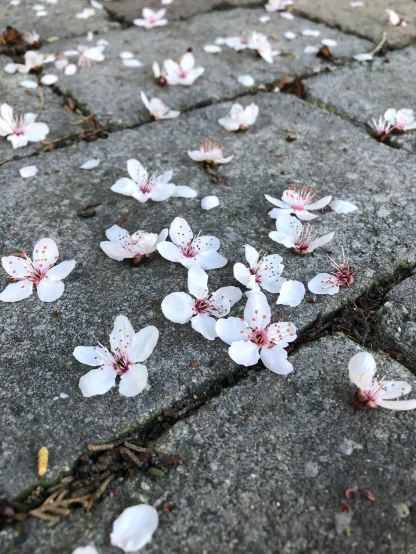 some white flowers that are sitting on a road