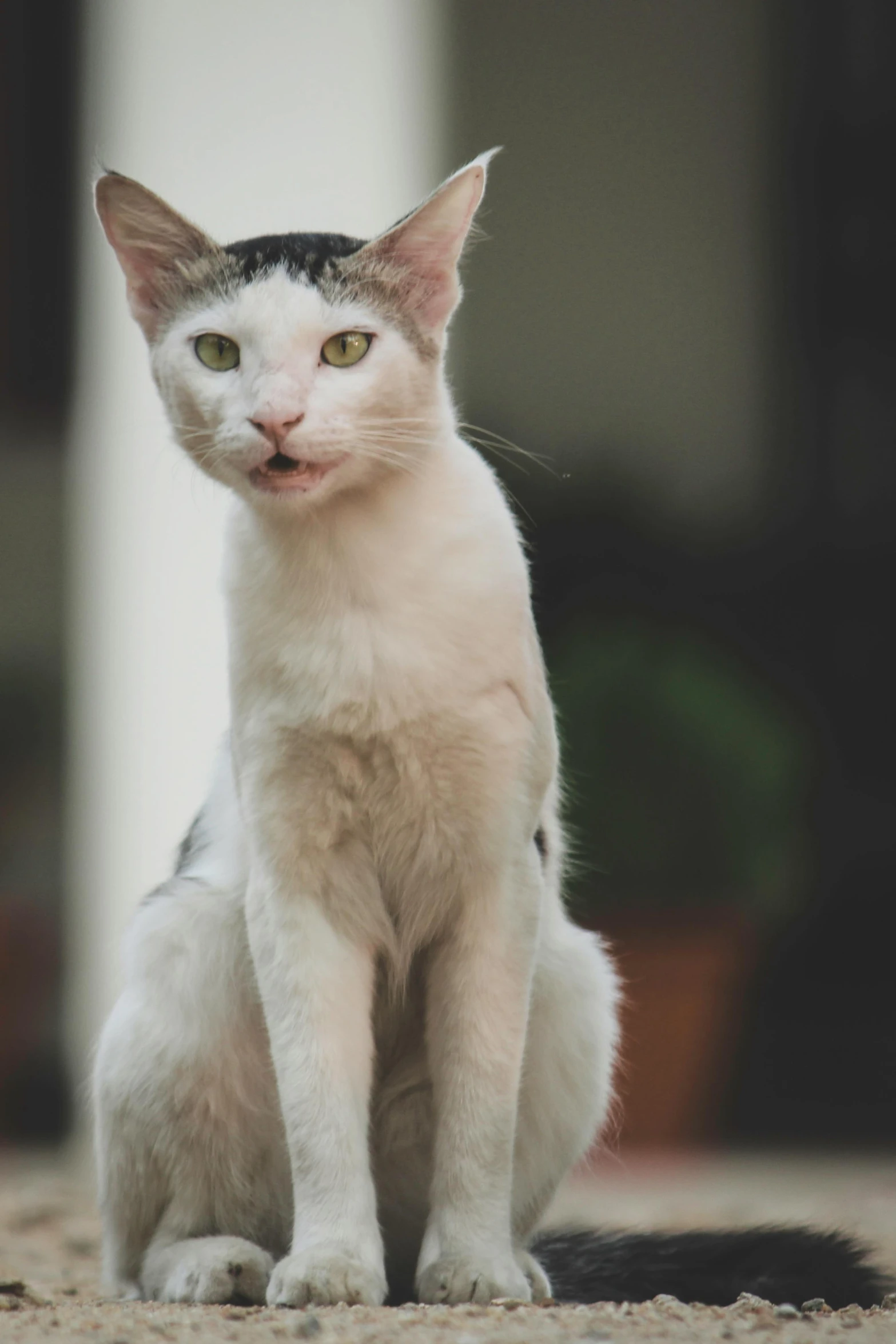 a small white kitten sits on the ground