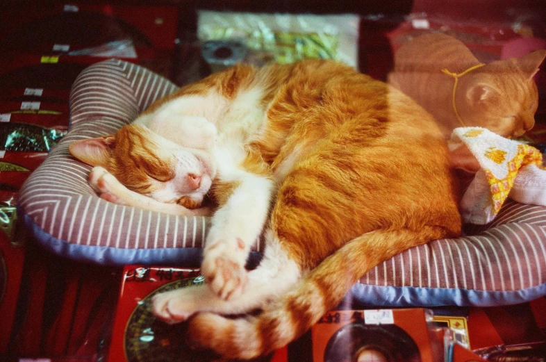 a large orange cat sleeps on a chair in front of another cat