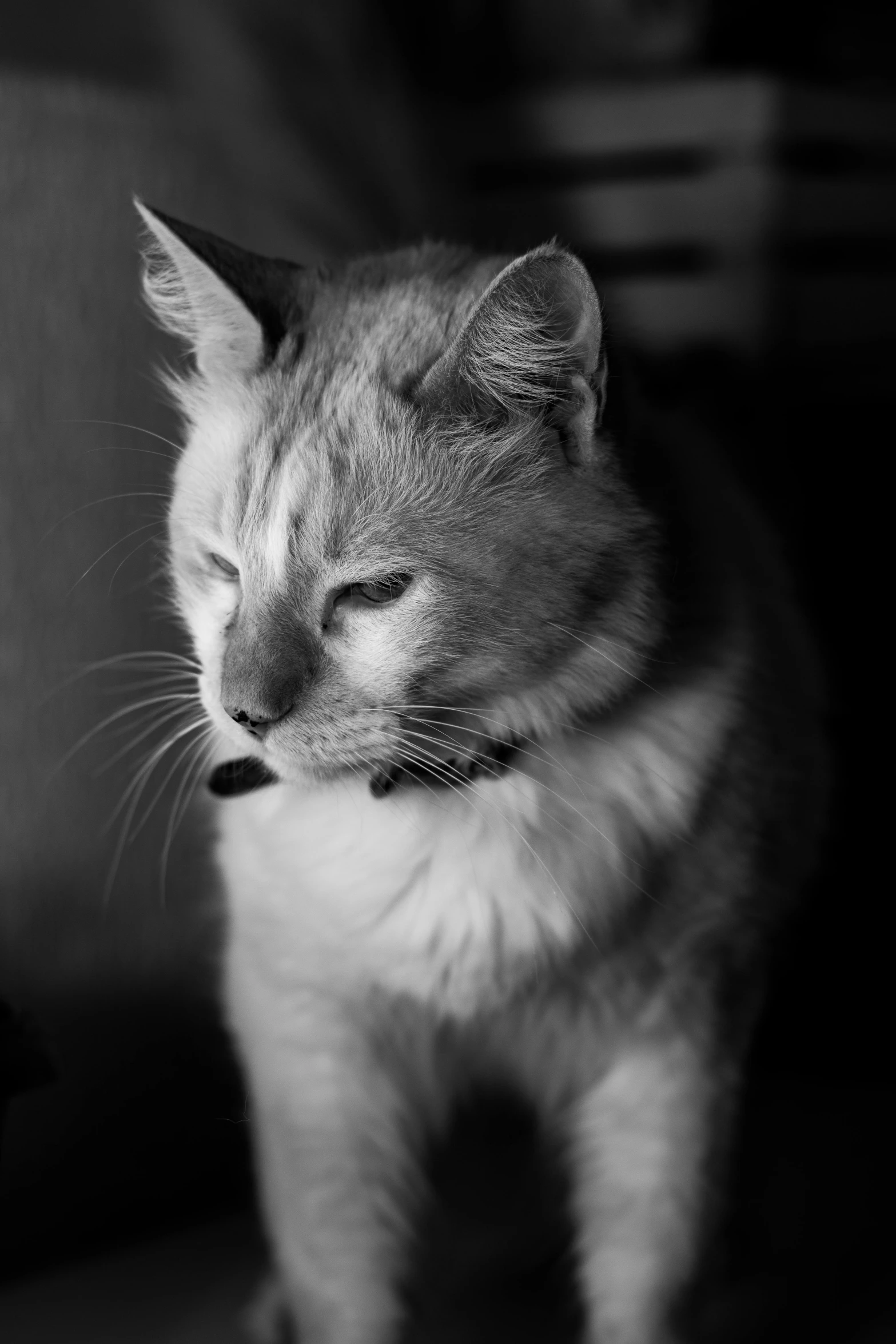 an orange tabby cat sits in the sunlight and rests his head on his paw