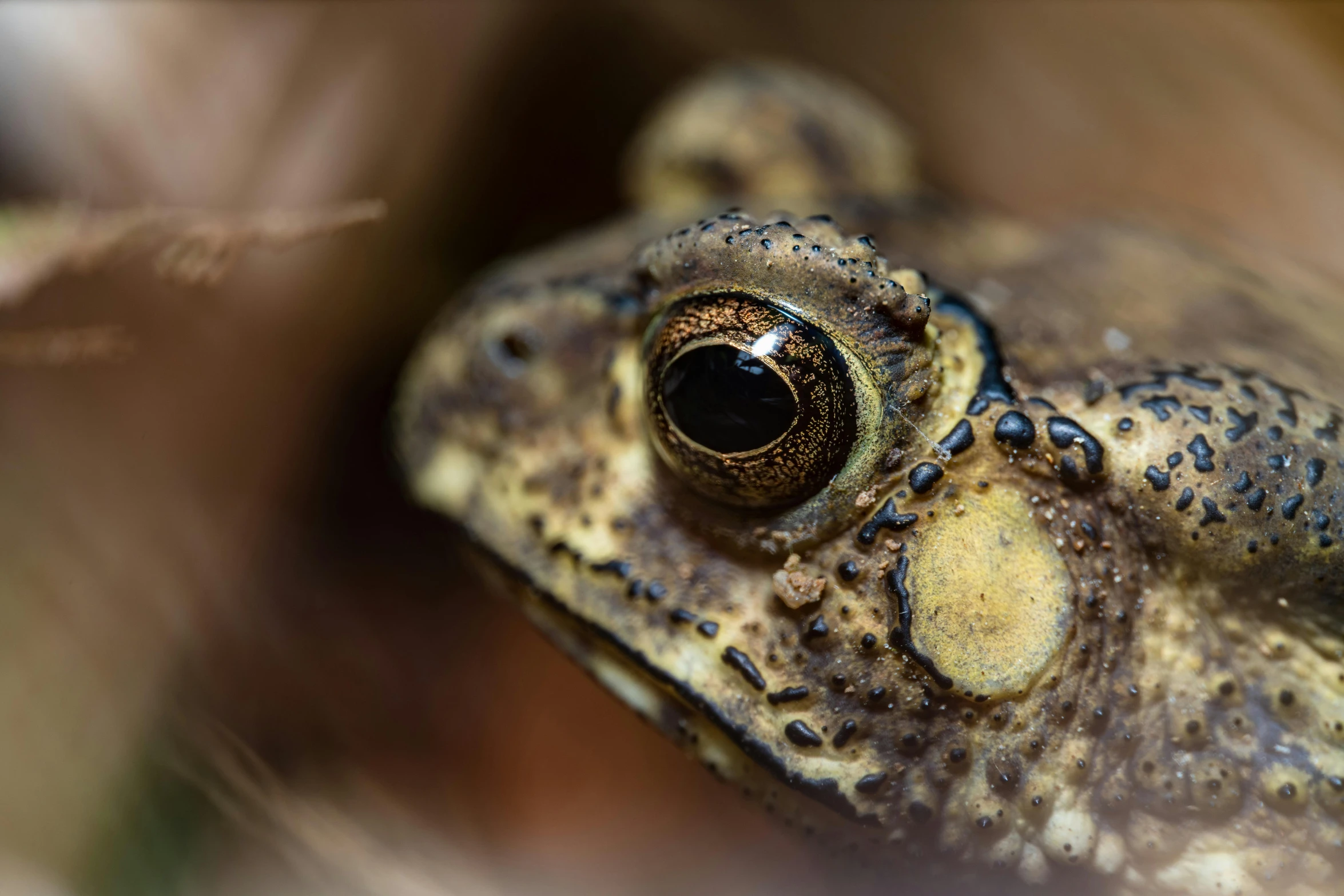 a frog with a black nose sitting up