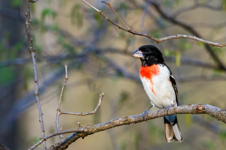 a black, red and white bird sitting on a nch