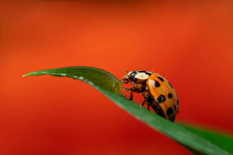 a close up of a bug on a plant leaf