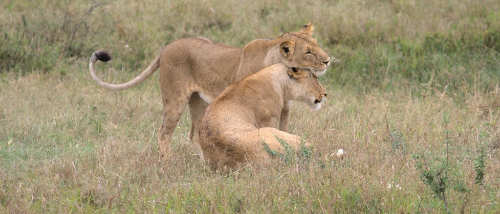 the lioness has her face pressed against the back of its cub