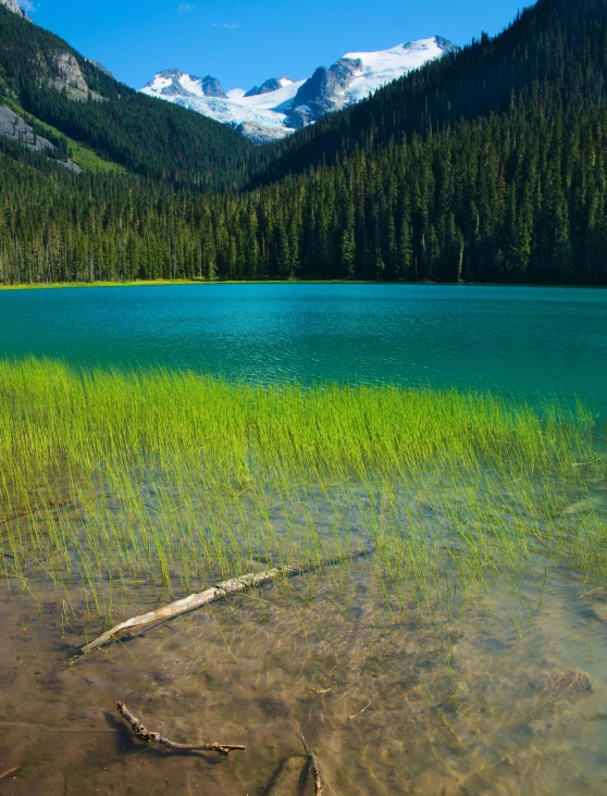 a mountain lake surrounded by lush green forest