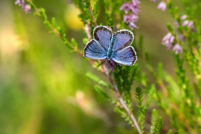 a single blue erfly sits on top of a leaf