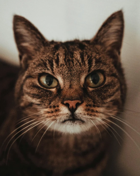 the image of a cat's face, from a low angle