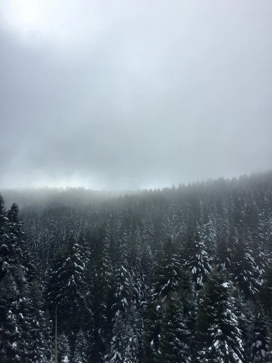 a forested area is filled with many tall trees