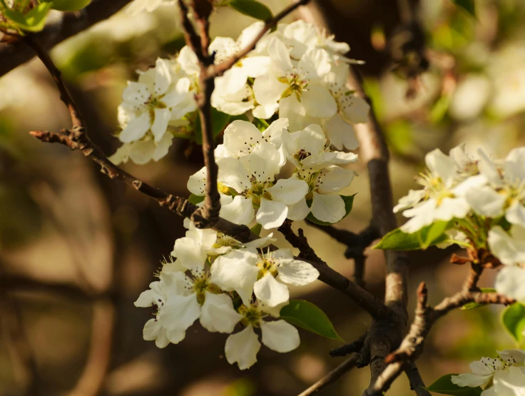 white flowers in the nch of a tree