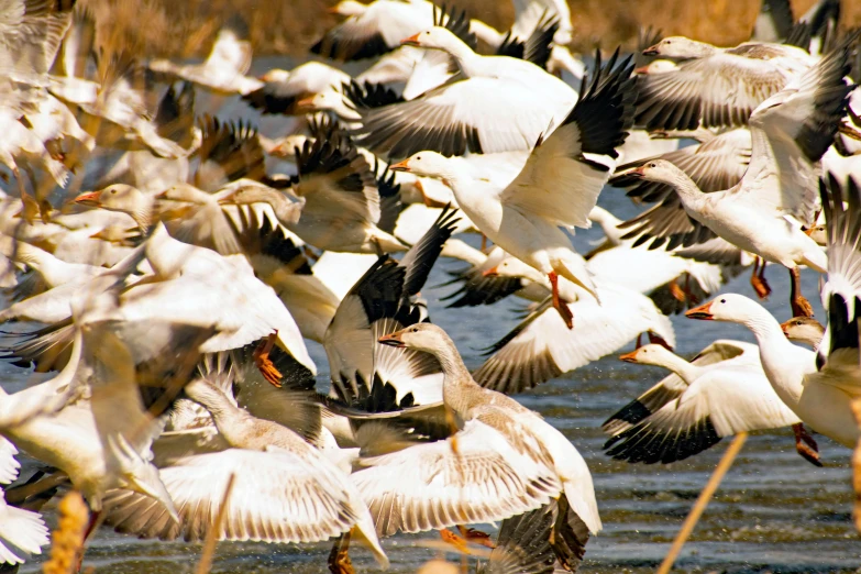 many white birds with red and black beaks are flying in formation