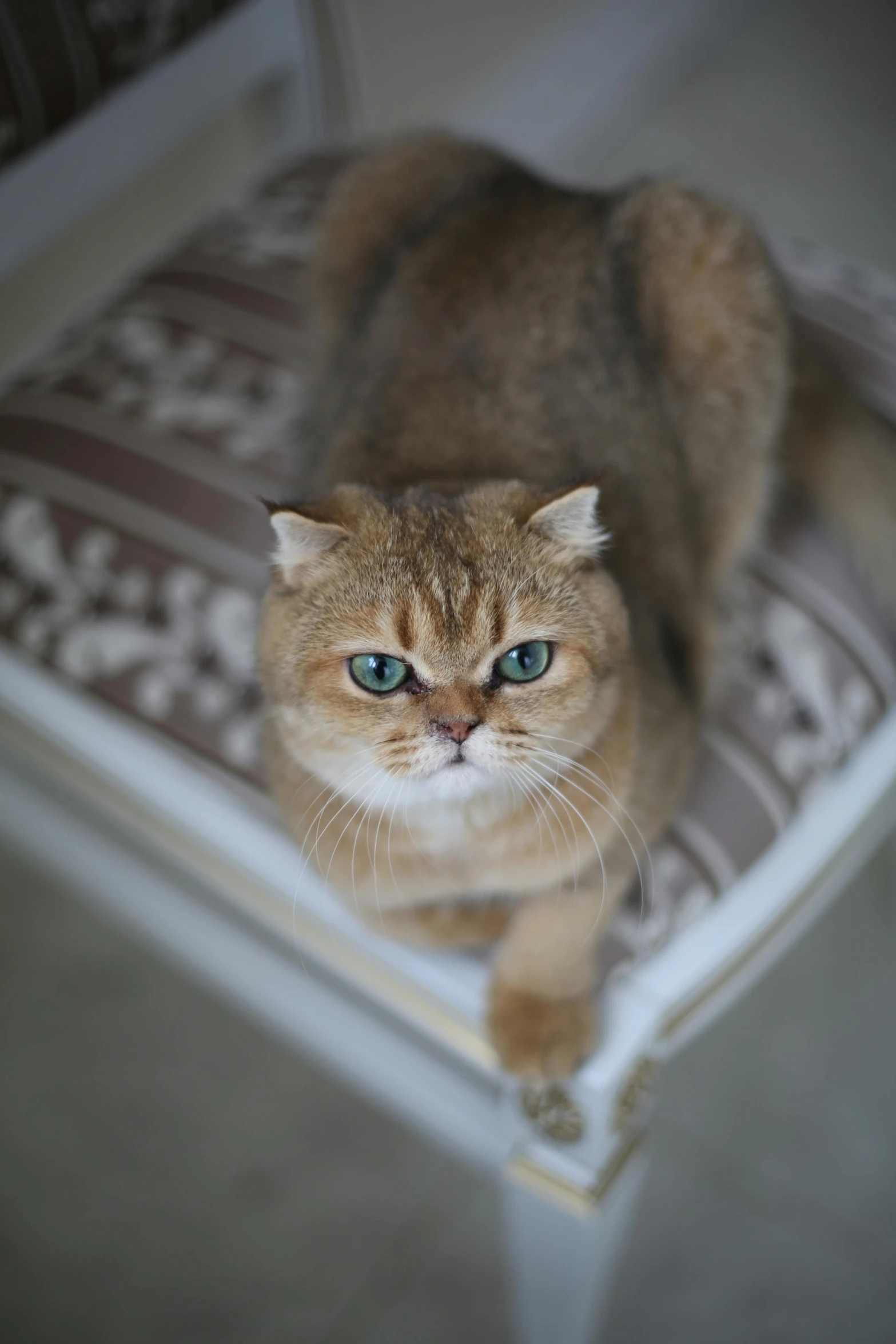 a cat is standing on a cushion on the floor