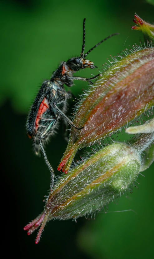 an anthroph with red stripes standing on some grass