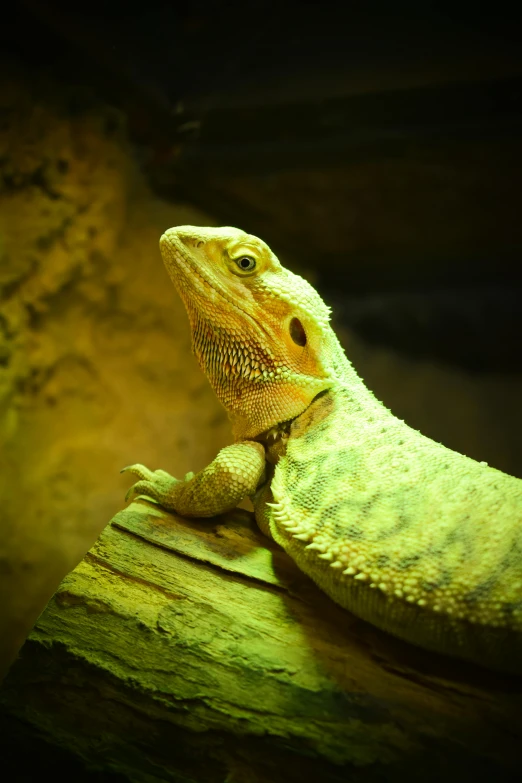 a large green lizard with black stripes and a yellow back