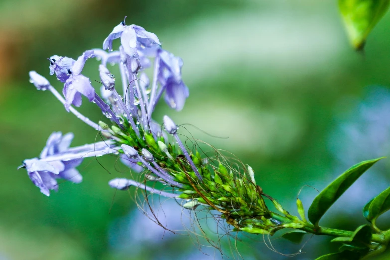 a small blue flower is hanging off the nch