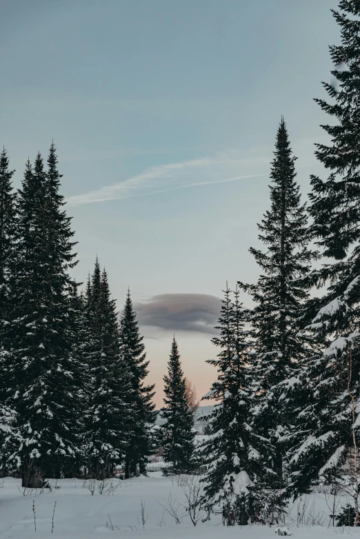 a picture of the view of trees and the sky