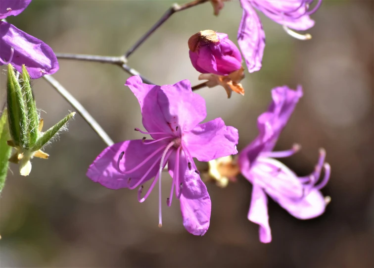 an image of purple flowers with green leaves