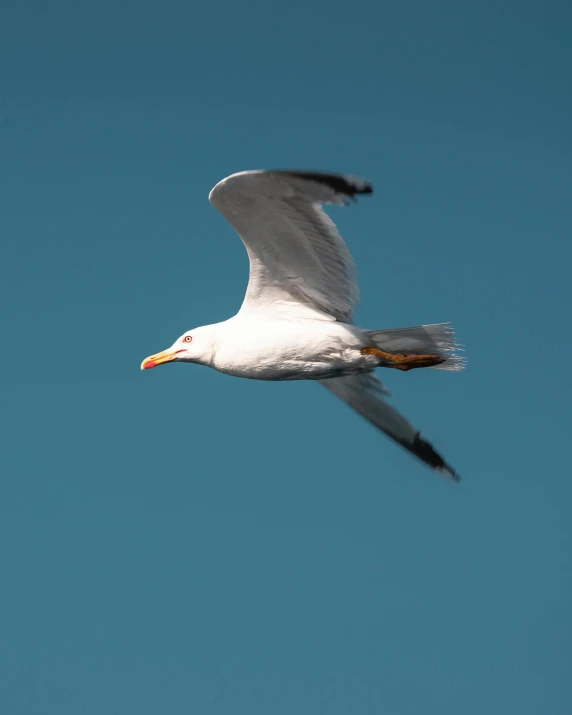 a white bird in flight with its wings spread