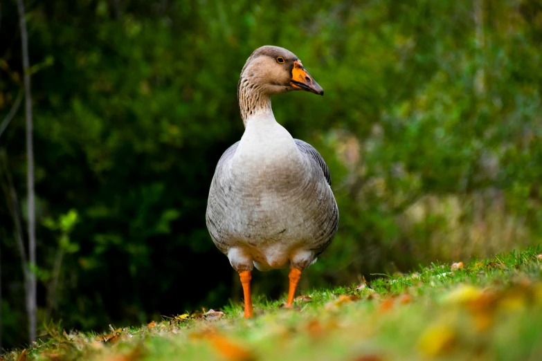 a bird with an orange beak stands alone in the grass