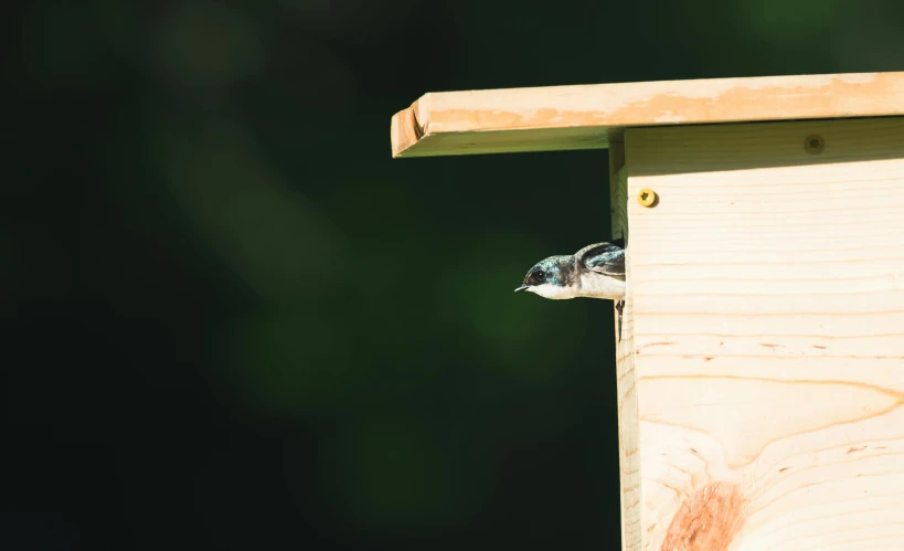 a small bird sits on the outside of a wooden building