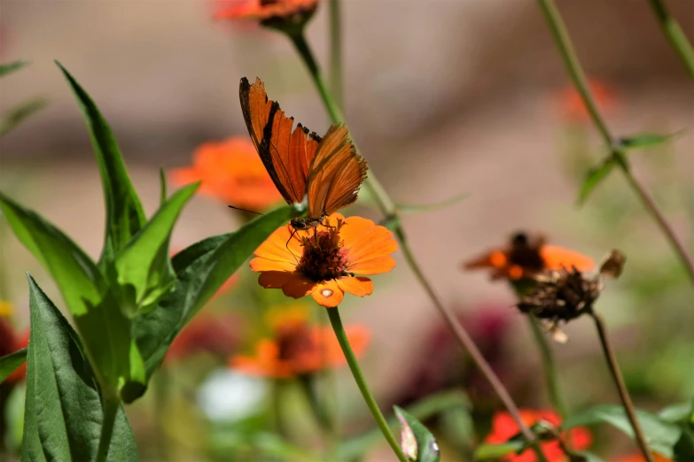 the brown and orange erflies are resting on the flowers