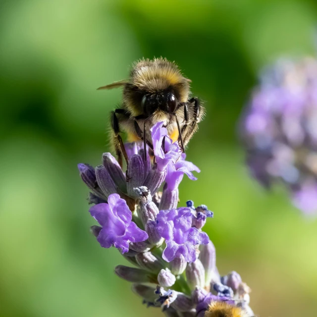 a bee sitting on a purple flower with green background