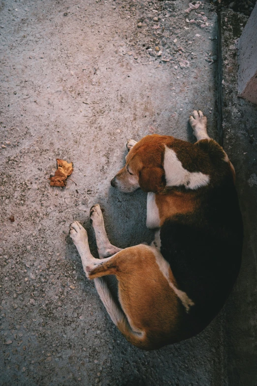 a dog is sleeping next to an object