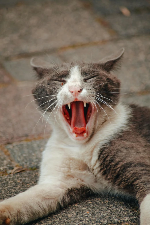 a cat with its mouth open yawning on the ground