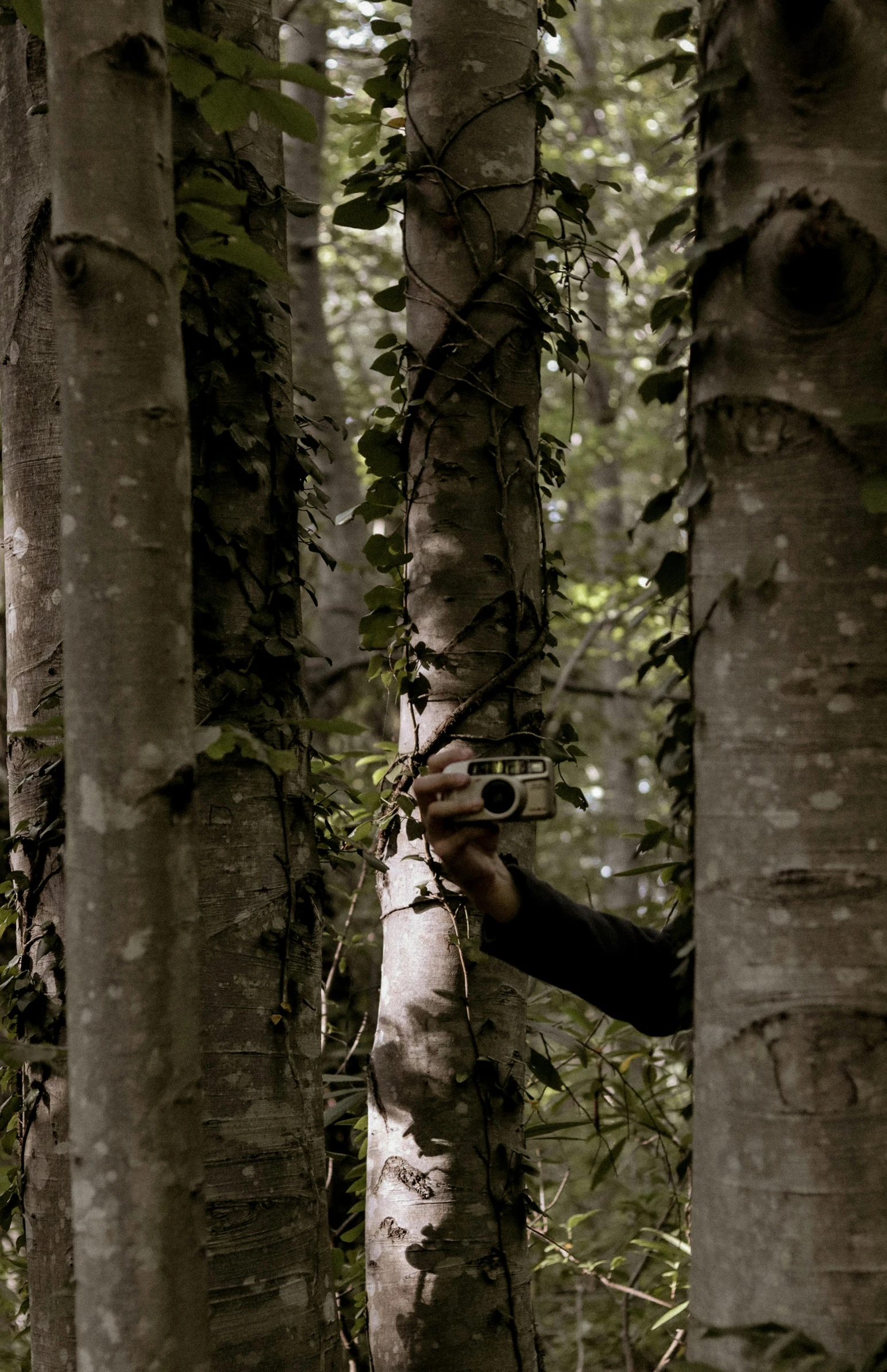 a person takes a po of the trees