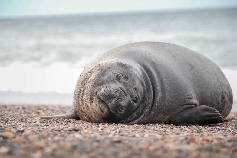 a sea lion laying on the sand near a body of water