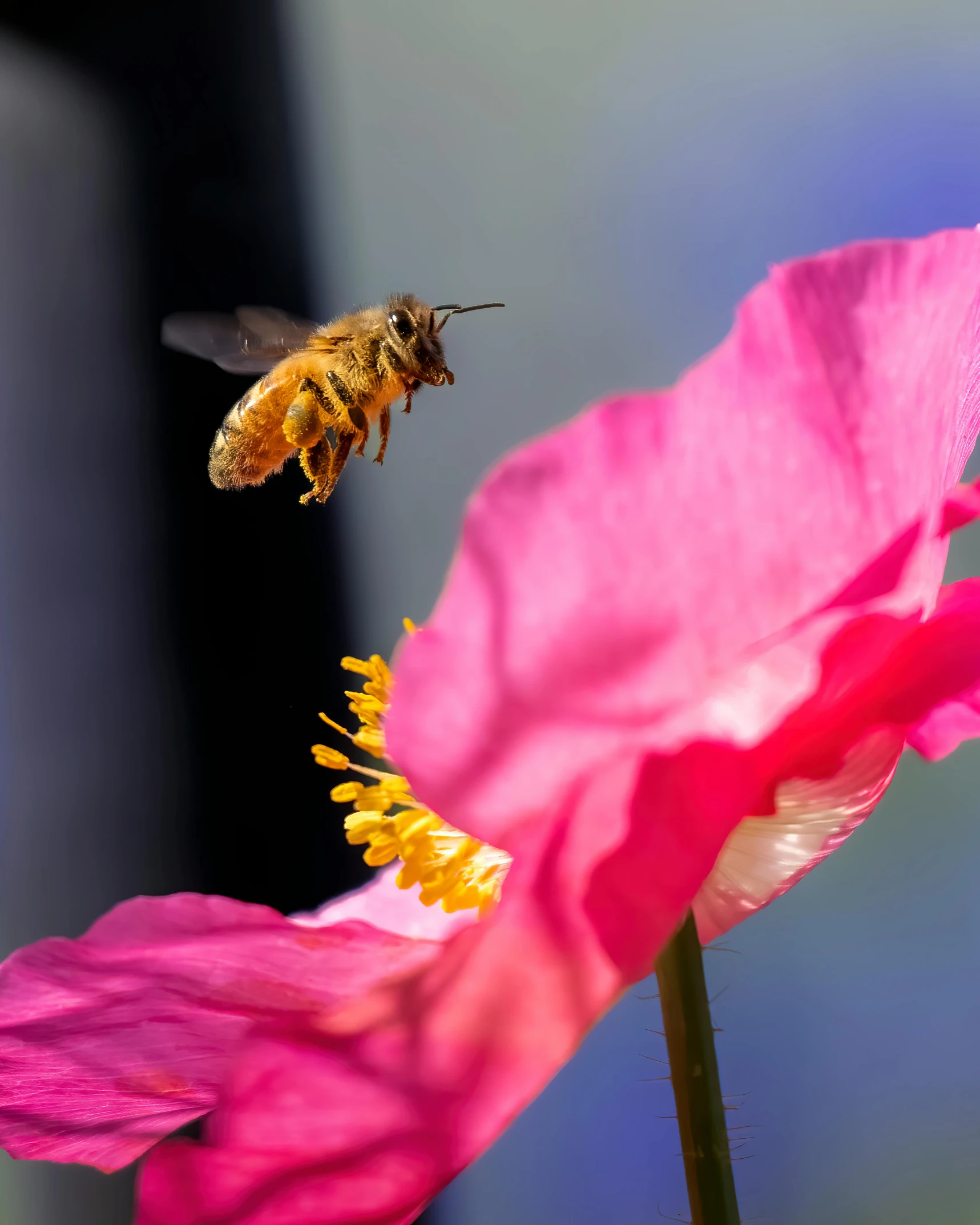 a bee flying towards the inside of a flower