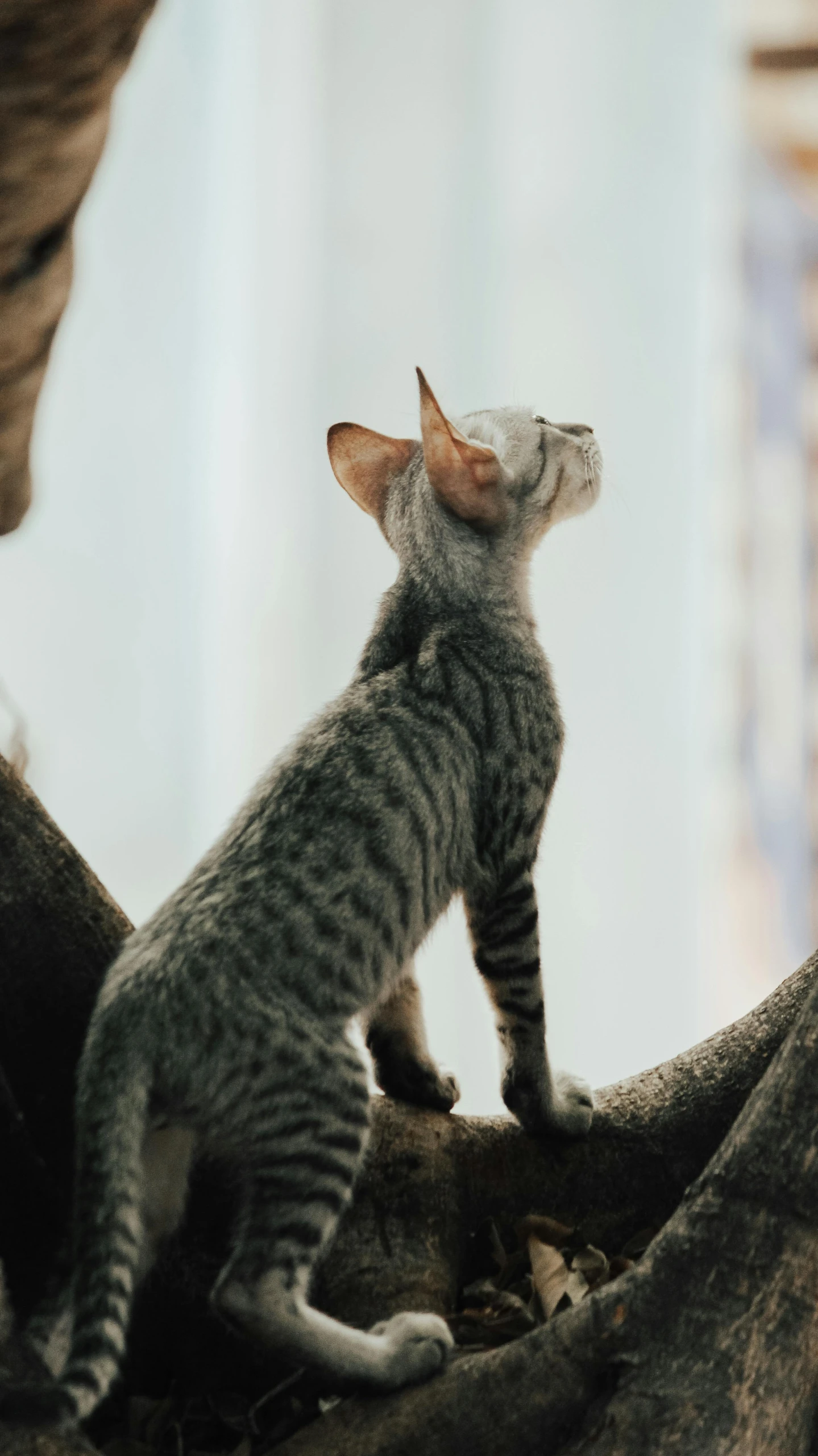 a grey kitten is standing on top of a log and staring off to the side