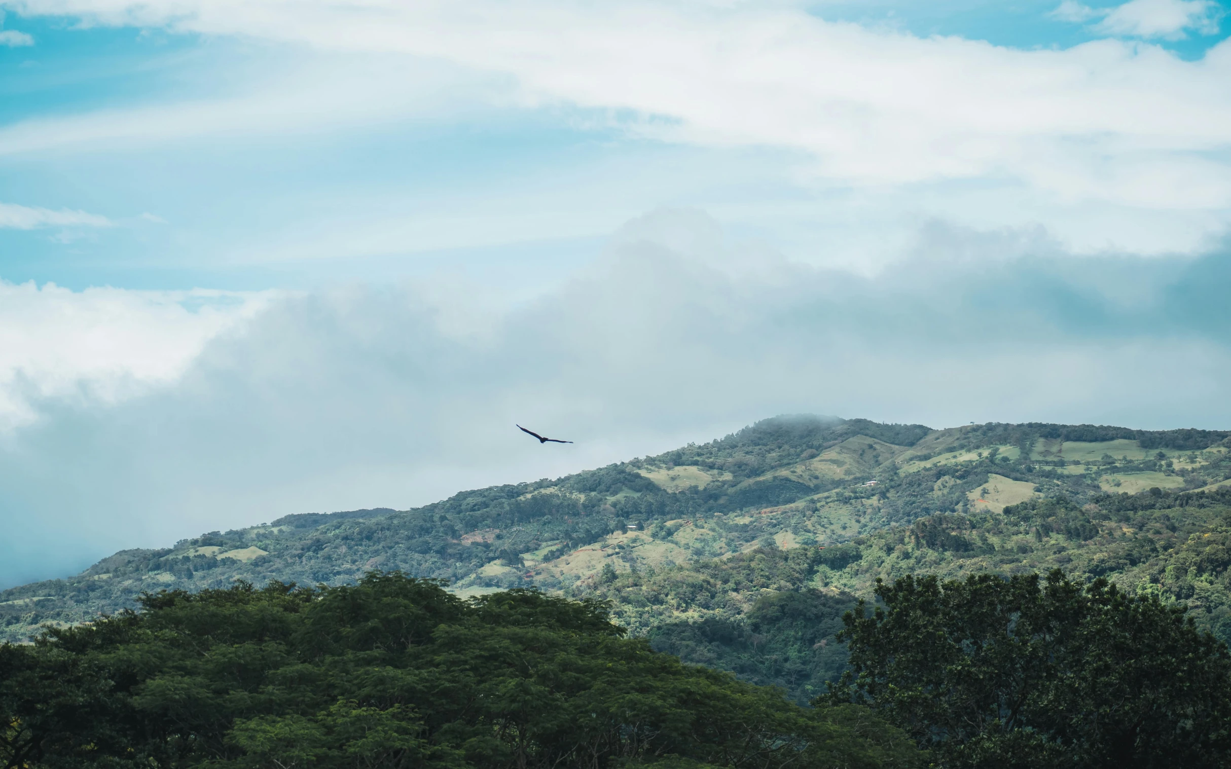 a big mountain with trees and some hills