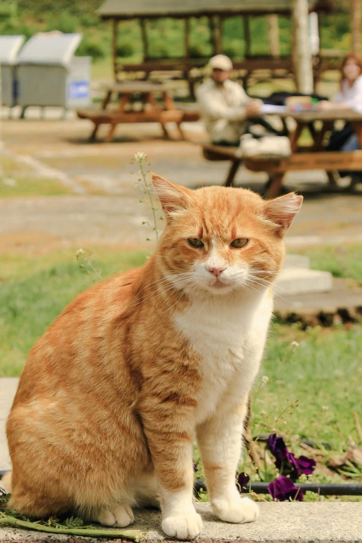 an orange and white cat sitting on the ground in front of a park