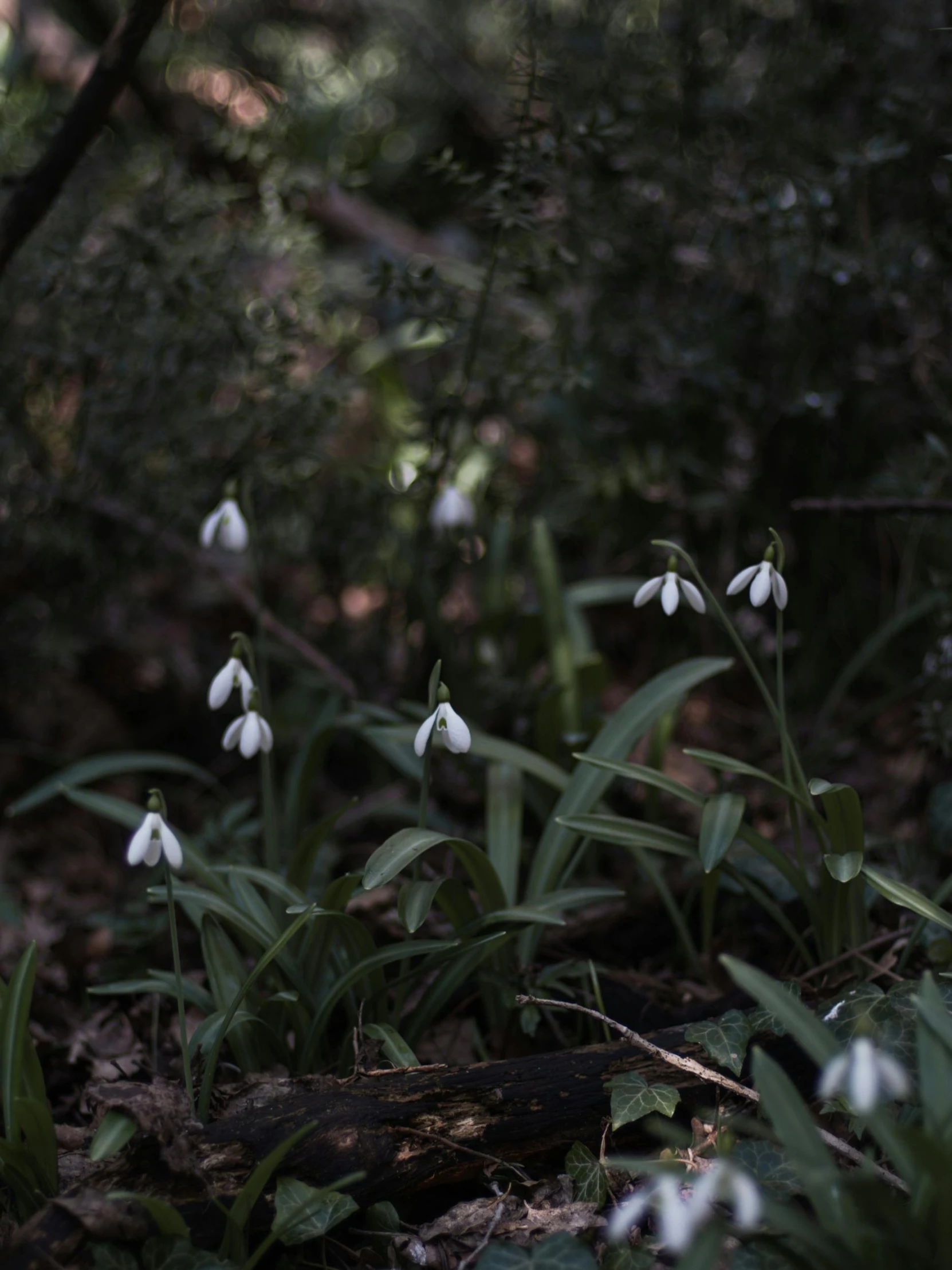 small white snowdrops in the forest near some nches