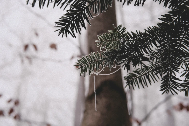 a green tree trunk and leaves