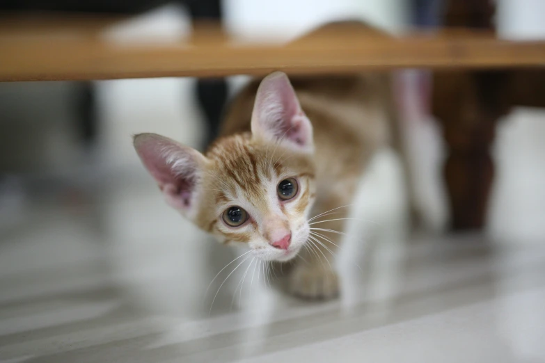 a small kitten is peering through the table